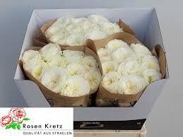 R GR LOTTI+ 70 cm, cena par 1 gb